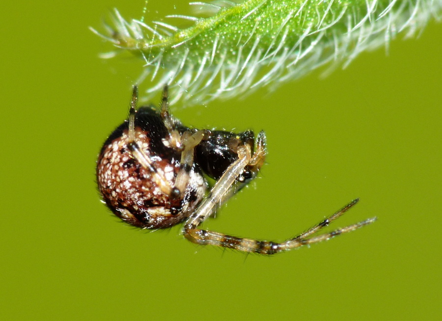 Theridion sp.
